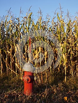 Fire hydrant in sunlit cornfield