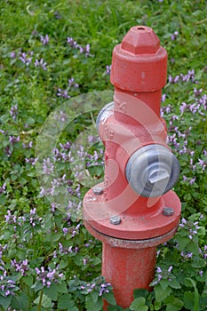 Fire hydrant surrounded by grass and flowers, Istanbul, Turkey