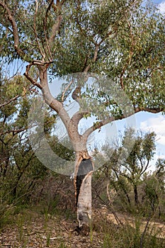 A fire injured Australian gum tree