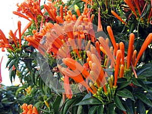 The Fire Liana orange color with bee perched on its flowers.