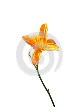Fire lily Lilium bulbiferum