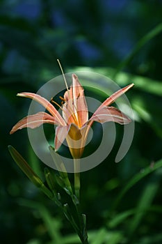 Fire Lily (Lilium lubiferum)