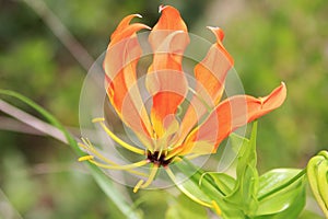 Fire Lily - Wild Flower Background - Delicate Composition