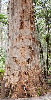 Fire lookout tree