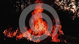 Fire Looping  isolated seamless loop. Looping Fire Element, SMotion Fire Ignition From Bottom To Top. Isolated fire flame