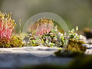 Fire moss Ceratodon purpureus with sporophytes in the morning sun