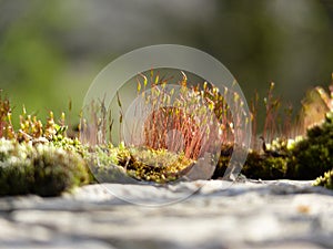 Fire moss Ceratodon purpureus with sporophytes in the morning sunlight