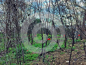 After fire in the mountain forest.