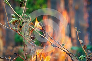 Fire in nature, green leaves are destroyed by fire