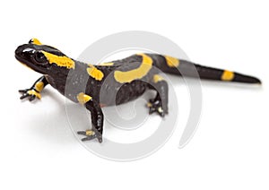 Salamandra o 