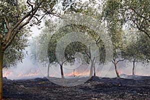 Fire in olive grove