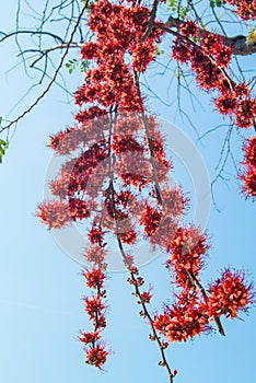 Fire of Pakistan flower