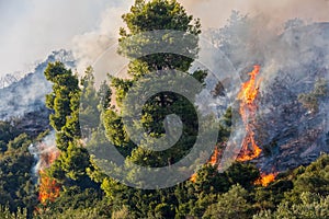 Fire in a pine forest in Kassandra,