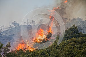 Fire in a pine forest in Kassandra,