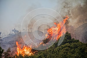 Fire in a pine forest in Kassandra,