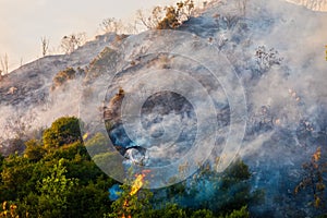 Fire in a pine forest in Kassandra,