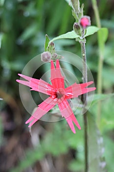 Fire pink star flower with notched petals