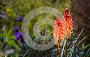 Fire Poker Flower with plant background