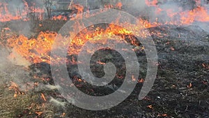 Fire rages in long grass, foreground