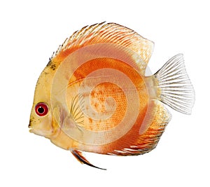 Fire Red Discus (fish) - Symphysodon aequifasciatu