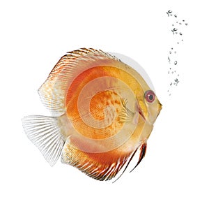 Fire Red Discus fish, Symphysodon aequifasciatus