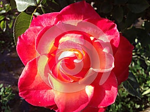 Fire red rose beautiful