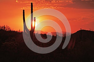 Fire red sky over Saguaros and during wildfire season in Arizona