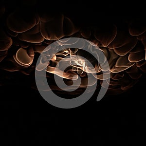 Fire ring