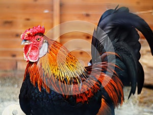 Fire rooster symbol of 2017 year portrait