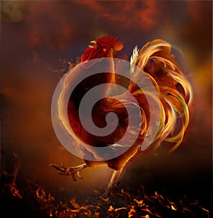Fire rooster.Symbol of new year 2017
