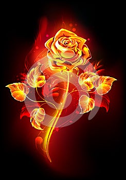 Fire rose on black background