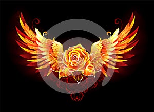 Fire rose with wings on black background