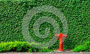 Fire safety pump on texture background of green leaves of ivy wall in the city on concrete floor. Deluge system of firefighting