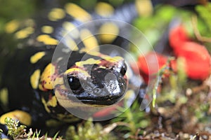 Fire Salamander