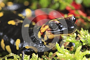 Fire Salamander