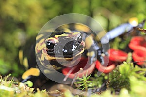 Fire Salamander