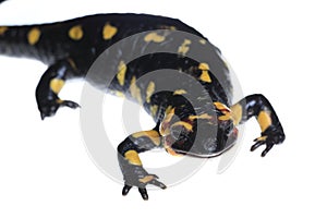 Fire Salamander