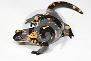 Fire Salamander