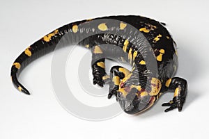 Fire Salamander