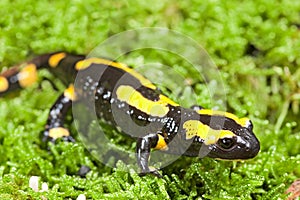 Fire salamander photo