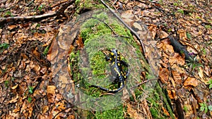 Fire Salamander amphibia in the spring forest