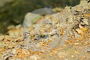 Fire salamander in natural environment photo