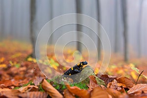 Fire salamander in the autumn misty beech forest, wild animal in nature