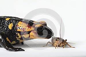 Fire Salamander eating a brown cricket