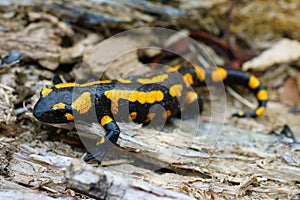 Fire salamander on forest floor
