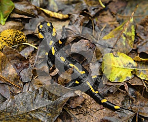Fire salamander on the ground