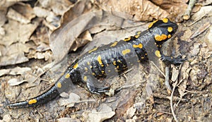 Fire salamander on the ground in forest