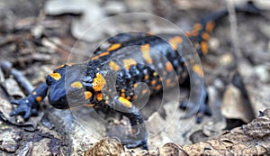 Fire salamander on the ground in forest
