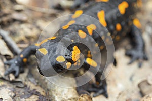 Fire salamander on the ground in forest