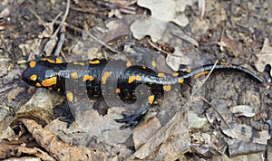 Fire salamander on the ground in forest